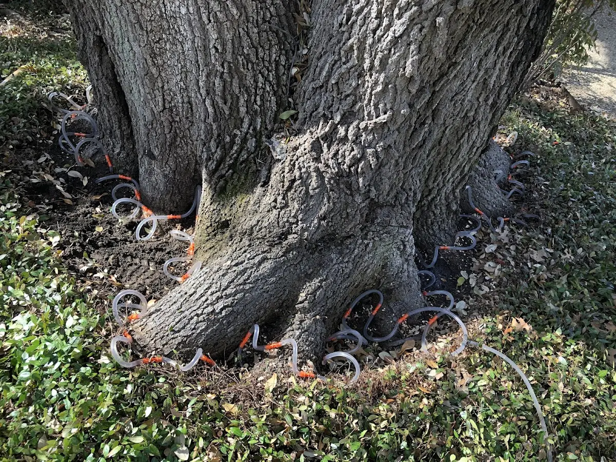 Detailed Tree Cabling and Bracing job site in Randolph