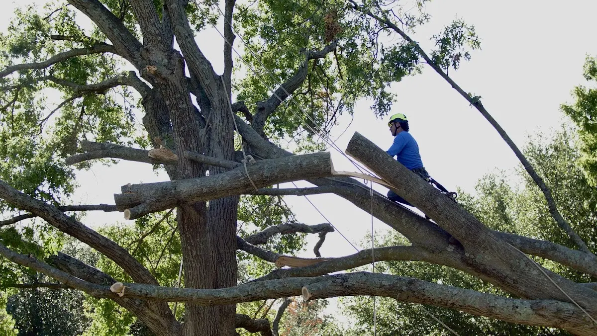 Professional Crown Thinning performed by certified arborists in Randolph