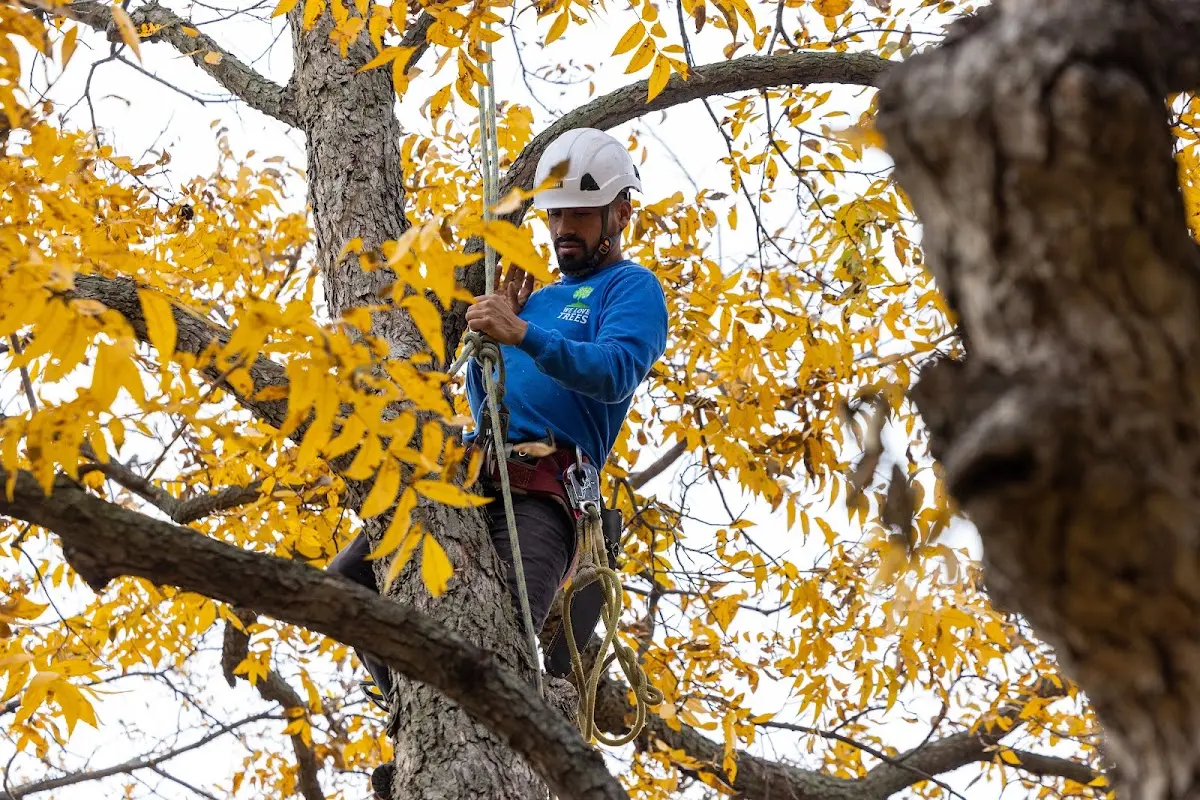 Skilled Dead Tree Removal crew working in Randolph